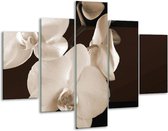 Peinture sur verre d'orchidée | Sépia, Marron | 100x70cm 5Liège | Tirage photo sur verre |  F001916