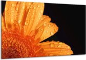 Schilderij Op Canvas Bloem - Zwart, Oranje - 120x70cm 1Luik - Foto Op Canvas - GroepArt 6000+ Schilderijen 0p Canvas Art Collectie - Wanddecoratie - Woonkamer - Slaapkamer - Canvas Print