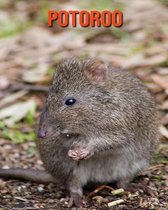 Potoroo