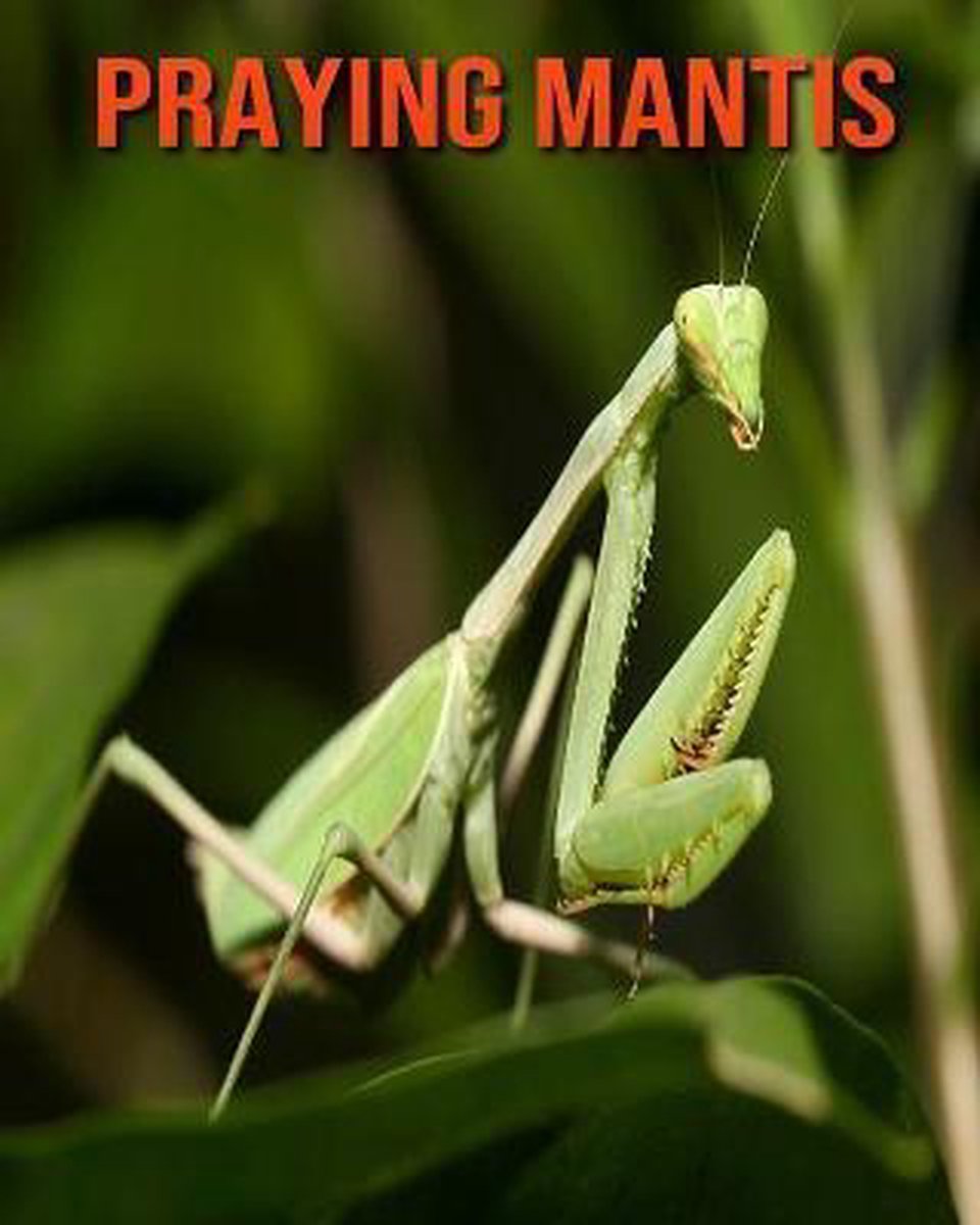 Praying Mantis, Devin Haines | 9798551430919 | Livres | bol.com