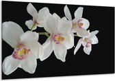 Peinture sur verre d'orchidée | Blanc, noir, jaune | 120x70cm 1Hatch | Tirage photo sur verre |  F000403