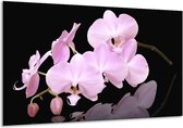 Peinture sur verre d'orchidée | Rose, blanc, noir | 120x70cm 1Hatch | Tirage photo sur verre |  F002636