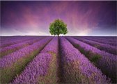 GroepArt® Glasschilderij-Lavendel-Lavendelveld-Paars,Groen-100x70cm