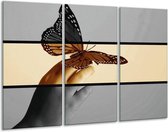 Glasschilderij Vlinder - Sepia, Bruin - 120x80cm 3Luik - Foto Op Glas - Geen Acrylglas Schilderij - GroepArt 6000+ Glas Art Collectie - Maatwerk Mogelijk