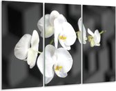 Glasschilderij Orchidee - Zwart, Wit, Grijs - 120x80cm 3Luik - Foto Op Glas - Geen Acrylglas Schilderij - GroepArt 6000+ Glas Art Collectie - Maatwerk Mogelijk