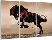 Glasschilderij Paard - Bruin, Grijs, Zwart - 120x80cm 3Luik - Foto Op Glas - Geen Acrylglas Schilderij - GroepArt 6000+ Glas Art Collectie - Maatwerk Mogelijk