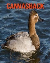 Canvasback