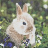 Servetten Bunny in Field 33 x 33 cm