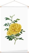Rosa Foetida Aquarel (Persian Yellow Rose) - Foto op Textielposter - 40 x 60 cm