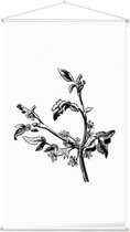 Apium Inundatum zwart-wit (Procumbent Marsh Wort) - Foto op Textielposter - 60 x 90 cm