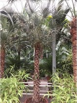 Copernicia globense - Waspalm 340-360cm