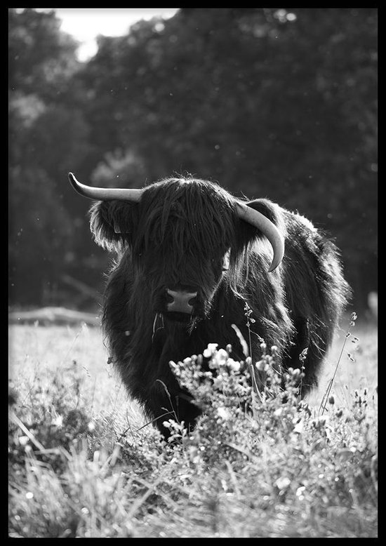 Poster Schotse Hooglander (zwart-wit) - 50x70cm - 250g Fotopapier