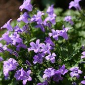 25 x Campanula Portenschlagiana - Klokjesbloem in 9x9cm pot met hoogte 5-10cm