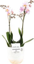 Orchidee van Botanicly – Vlinder orchidee in witte keramische pot met een hout-look als set – Hoogte: 45 cm, 2 takken, lichtroze bloemen – Phalaenopsis Amaglad