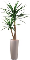 HTT - Kunstplant Yucca in Clou rond taupe H185 cm
