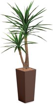 HTT - Kunstplant Yucca in Clou vierkant bruin H185 cm