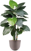 HTT - Kunstplant Philodendron in Eggy taupe H135 cm