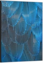 Dibond –Blauwe Veren – 40x60cm Foto op Aluminium (Wanddecoratie van metaal)