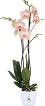 Orchidee Phalaenopsis 'Ravello' - Vlinderorchidee rood - Incl. witte sierpot ↑ 60-70cm - Ø 12cm