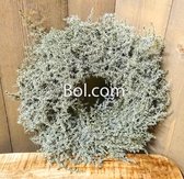 Krans - Asparagus Wax - Groen