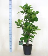 Ficus Lyrata "Tabaksplant" Vertakte Stam 150cm↑ Potmaat Ø27cm