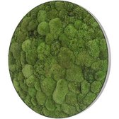 Stylegreen Ronde verticale tuin - Pole moss - Ellipsoid - Diameter