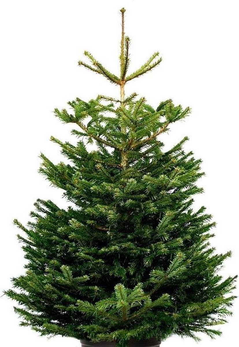 Kalmte diep Trappenhuis Nordmann Excellent Kerstboom - 200-225 cm - inclusief easyfix boorgat |  bol.com
