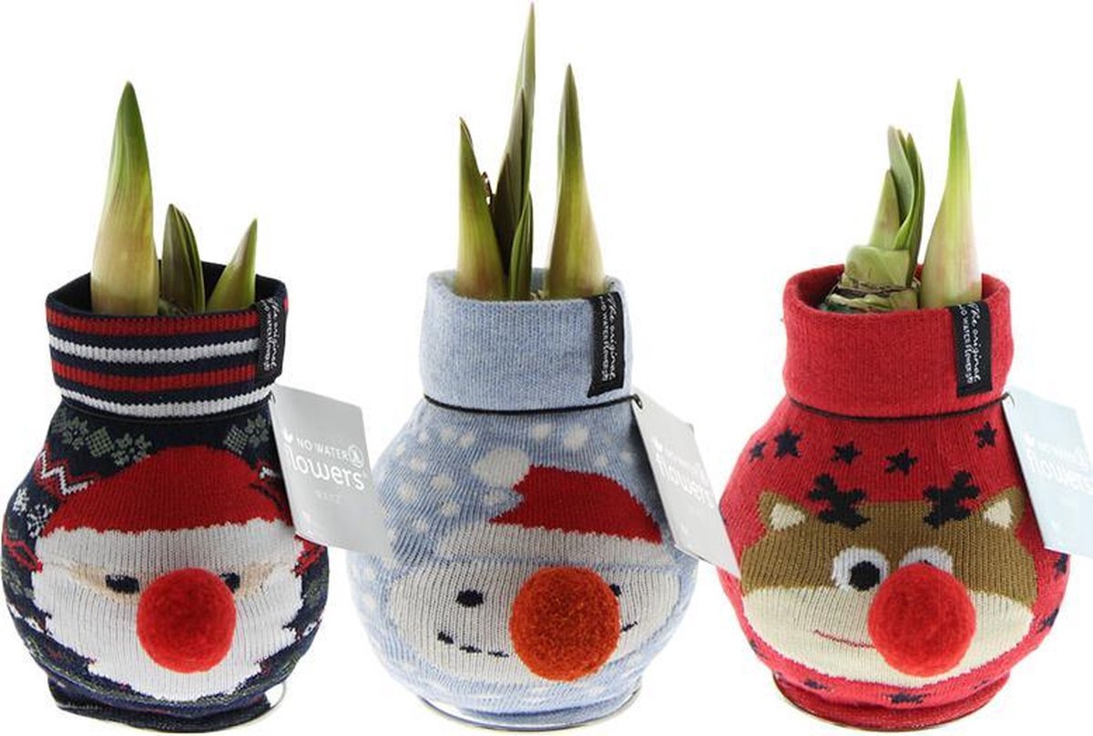 Wax Amaryllis Fashionz Xmas Mix | 3 stuks | Prachtige Wax Amaryllis voor in huis