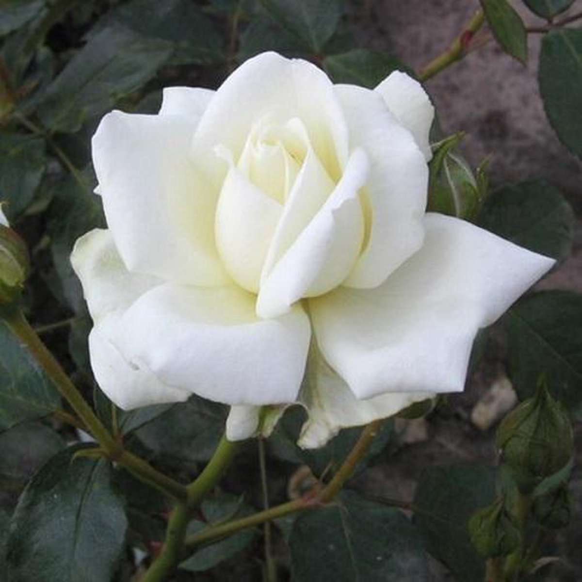 White new Dawn (rosier grimpant) - Plante grimpante | Rosier grimpant à  fleurs... | bol.com