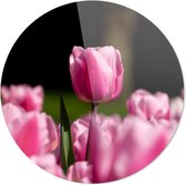 Roze Tulpen | Wanddecoratie | 100CM x 100CM | Schilderij | Foto op plexiglas | natuur | Landschappen