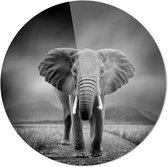 Schilderij - Olifant Zwart-wit - Zwart En Wit - 40 X 40 Cm Olifant | Zwart-wit | Dieren | Rond Plexiglas | Wanddecoratie | 40cm X 40cm | Schilderij | Foto Op Plexiglas