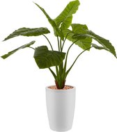 HTT - Kunstplant Philodendron in Genesis rond wit H140 cm