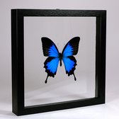 Opgezette Vlinder in Zwarte Lijst Dubbelglas - Papilio Ulysses