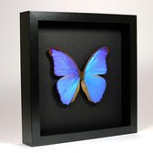 Opgezette blauwe vlinder in elegant zwarte lijst 25x25cm - Morpho didius