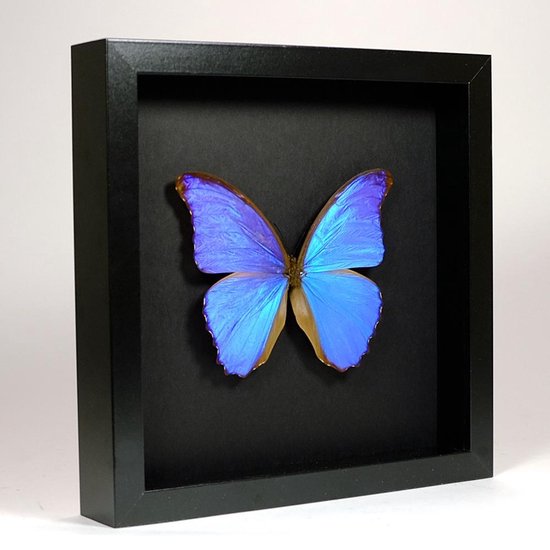 Papillon bleu monté dans un cadre noir élégant - Morpho didius