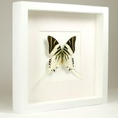 Opgezette Vlinder in Witte Lijst - Graphium Androcles