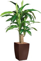 HTT - Kunstplant Dracaena Fragans in Genesis vierkant bruin H120 cm