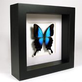 Opgezette vlinder in zwarte lijst - Papilio pericles