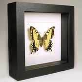Opgezette vlinder in zwarte lijst - Papilio machaon