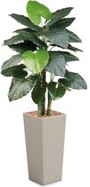 HTT - Kunstplant Philodendron in Clou vierkant taupe H185 cm