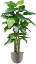 HTT - Kunstplant Philodendron in Eggy taupe H185 cm