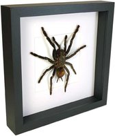 Opgezette spin in zwarte lijst - Haplopelma minax