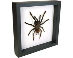 Opgezette spin in zwarte lijst - Haplopelma minax