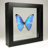 Opgezette Vlinder in Zwarte Lijst Dubbelglas - Morpho Adonis