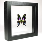 Opgezette vlinder in dubbelglas lijst - Graphium weiskei