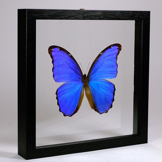 Opgezette blauwe vlinder in zwarte dubbelglas lijst - Morpho didius