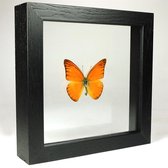 Opgezette oranje vlinder in dubbelglas lijst - Appias nero