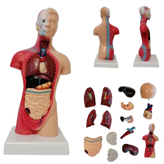 Foto: Het menselijk lichaam anatomisch model torso 15 delig 28 cm