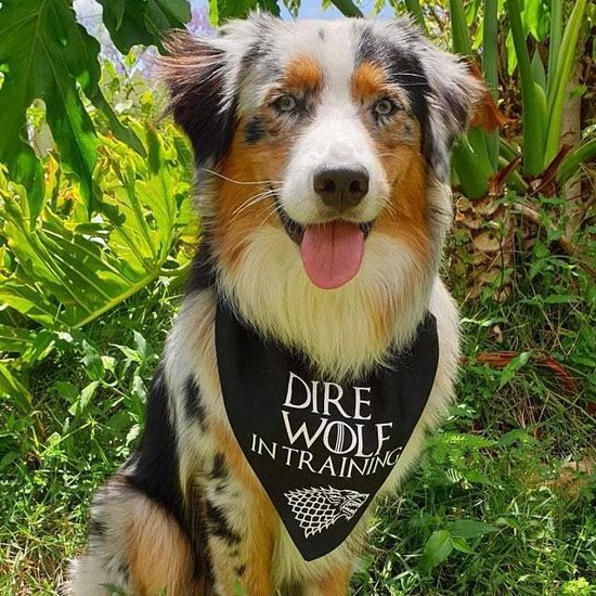 Game of Thrones bandana hond bol