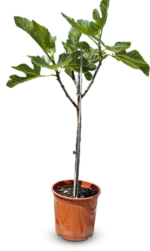 Bruine vijgenboom met groene bladeren in een bruine pot, gesteund door een stok.